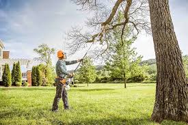 Reliable Rib Mountain, WI Tree Removal Services Solutions