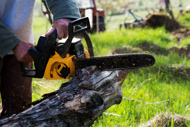 Tree and Shrub Care in Rib Mountain, WI